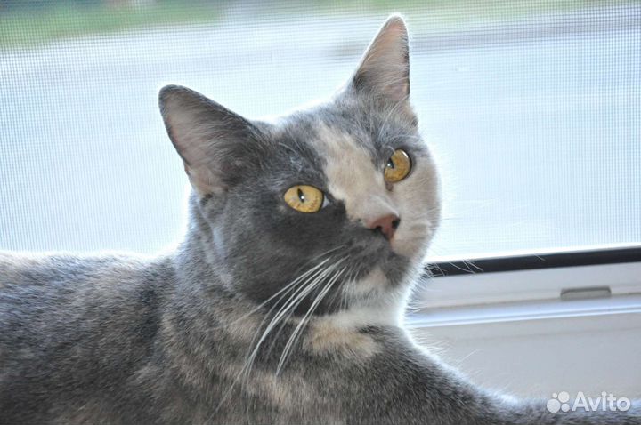 Шотландская кошка
