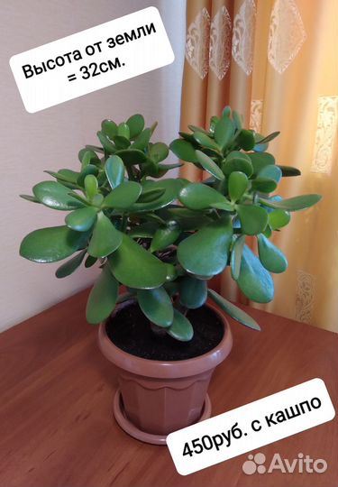 Денежное дерево (толстянка)