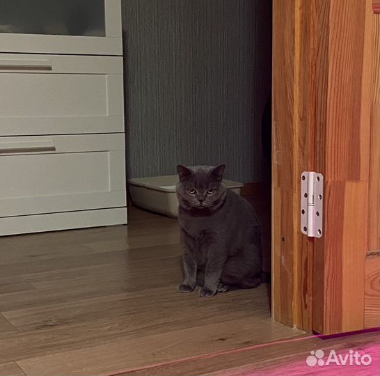 Британская кошка