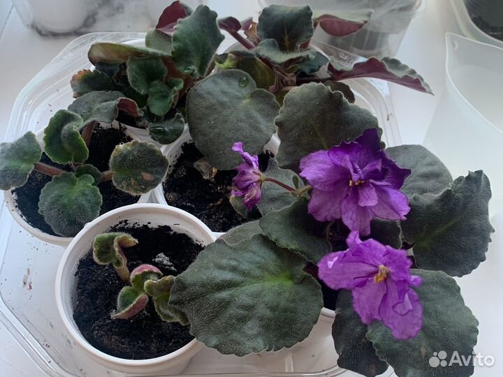 Детки сортовых фиалок