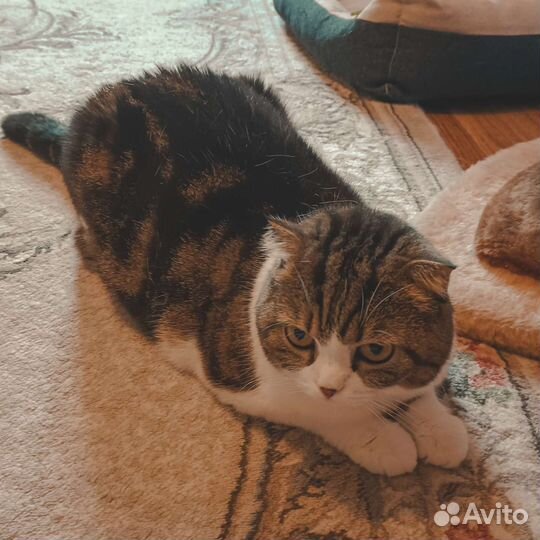 Груминг Стрижка кошек выезд на дом