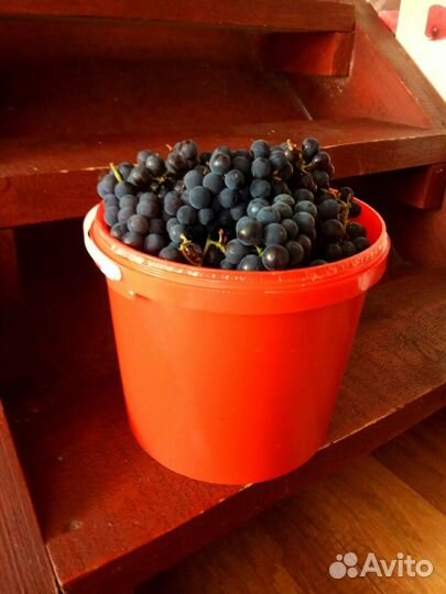 Продам виноград изобелла