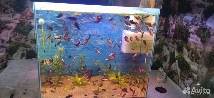 Аквариумные рыбки