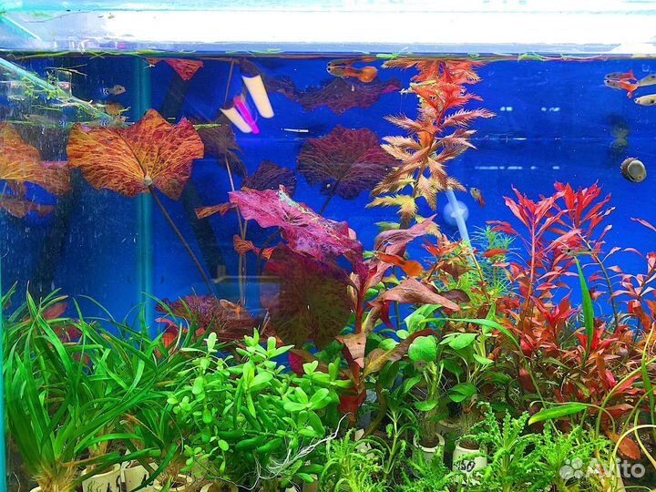 Растения для аквариума