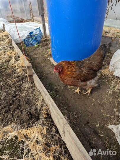 Курицы и петухи породы Билефельдер