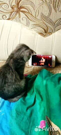 Котенок шотландский вислоухий