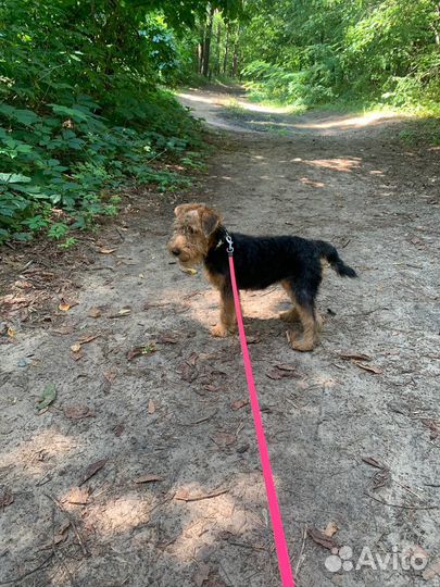 Поводок рулетка для собак flexi 5м