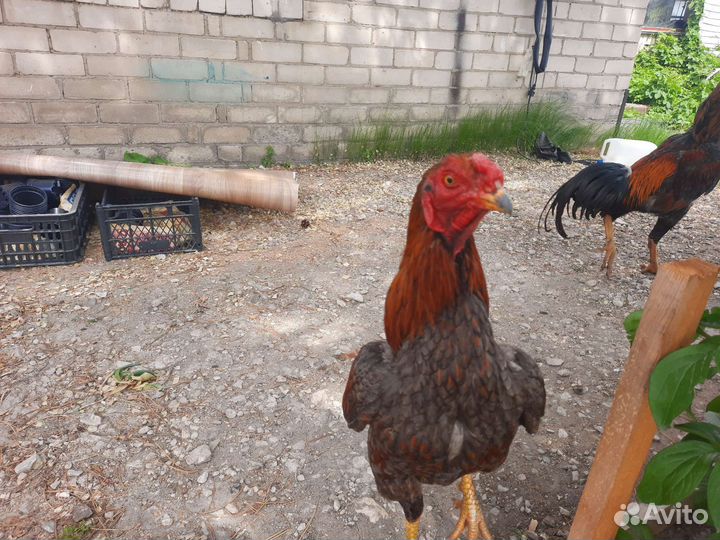 Бойцовский петух