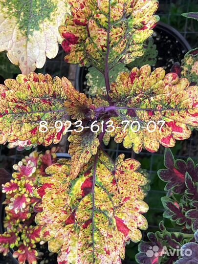 Колеусы новые сорта