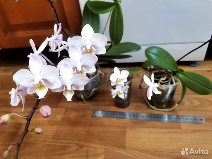 Орхидея фаленопсис детка