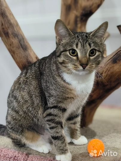 Добрейшая кошечка Мерилин (1г.) в добрую семью