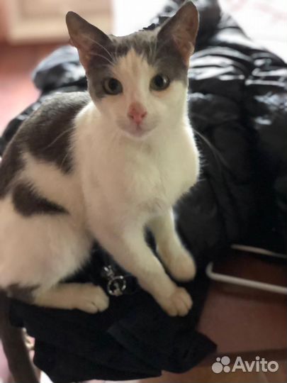 Котик в добрые руки