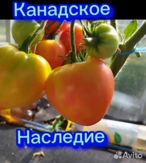 Семена Коллекционные сорта
