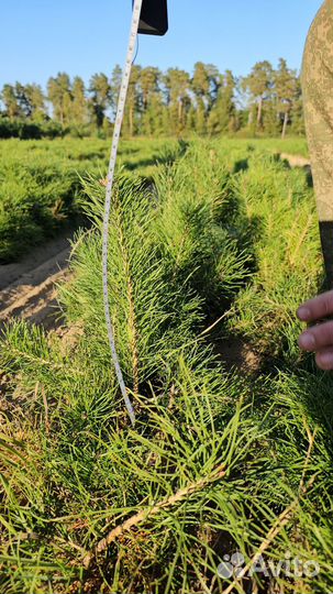 Сеянцы ели европейской окс от производителя