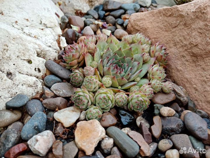 Каменная роза (молодило)