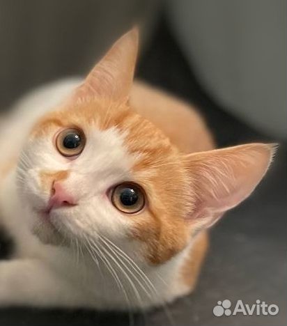 Котята бесплатно