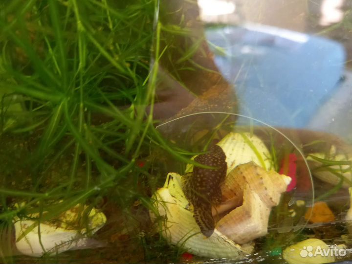 Аквариум с рыбками