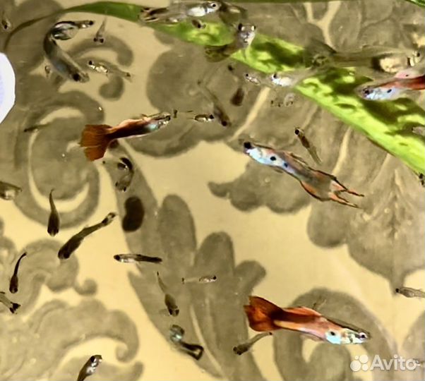 Рыбки гуппи