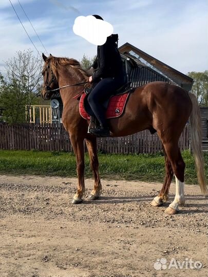 Жеребец орловский рысак