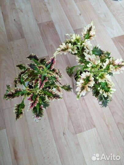 Комнатные цветы