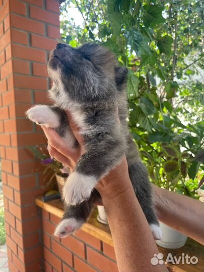 Акита ину щенки