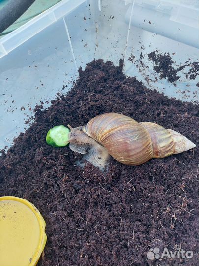 Улитка ахатин бесплатно