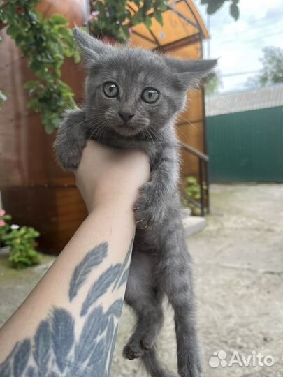 Беспородные