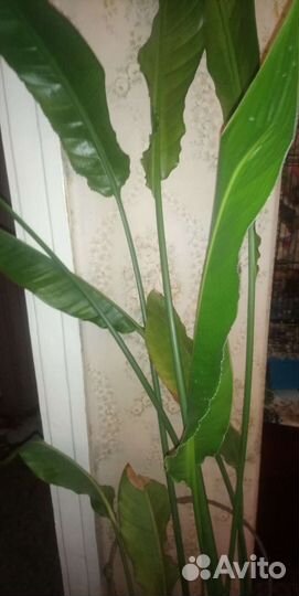 Стрелиция николая