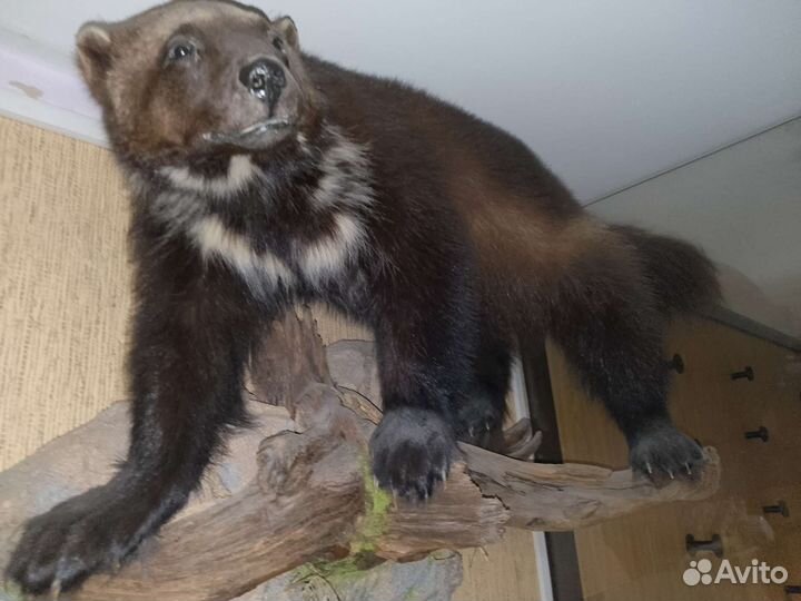 Имитация Росомахи (чучело)