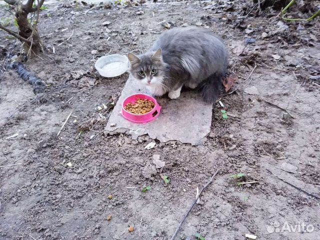 Кошка в добрые руки