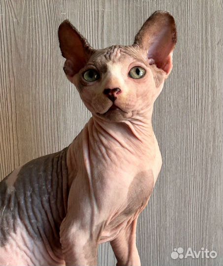 Канадский сфинкс котенок