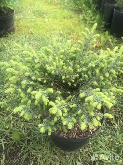 Растения для сада