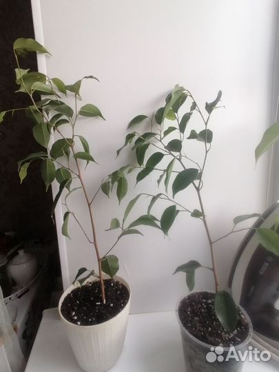 Фикус бенджамина