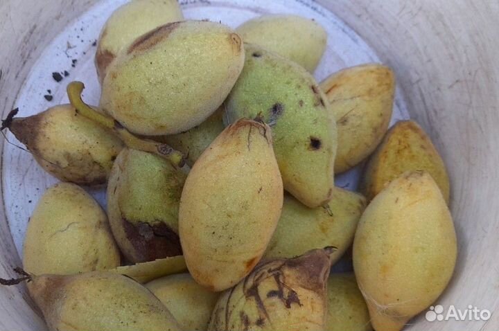 Семена ореха серого