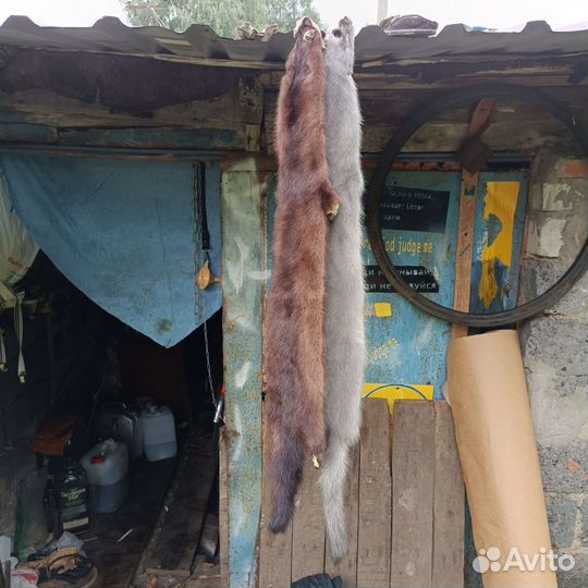 Шкурки норки