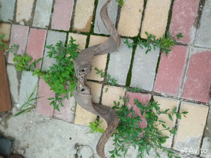 Рога горного козла