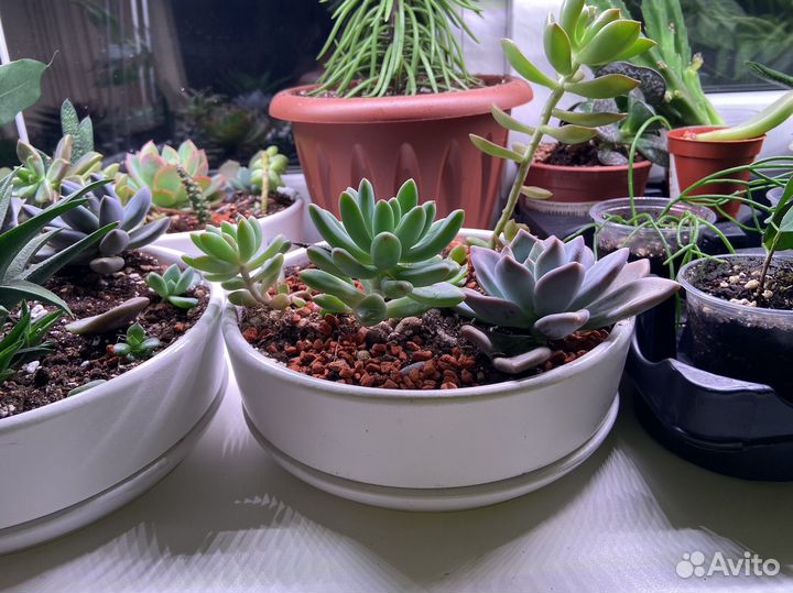 Флорариум суккуленты
