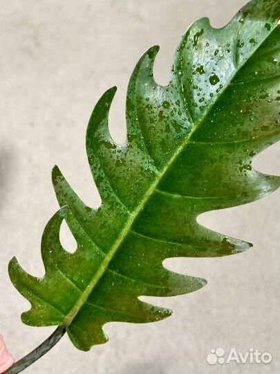 Филодендрон карамель марбл зеленая