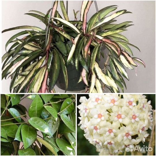 Хойи сортовые