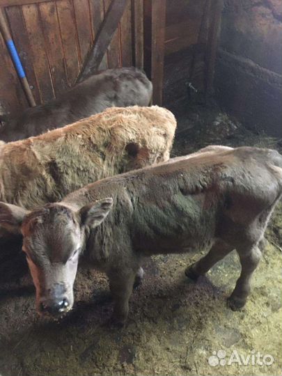 Бычки мясной породы на откорм