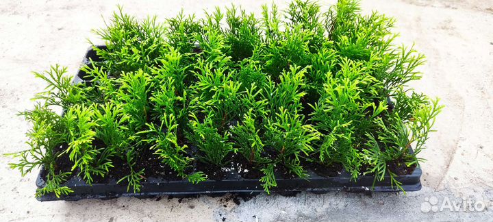 Туя голден смарагд