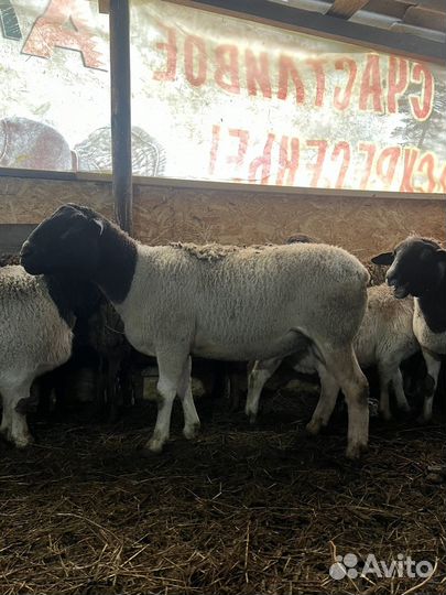 Бараны дорпер
