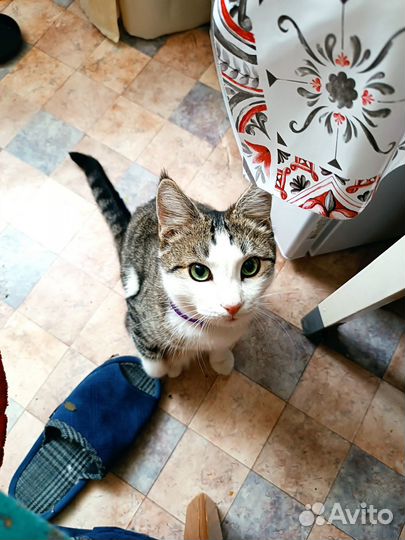 Котик ищет дом