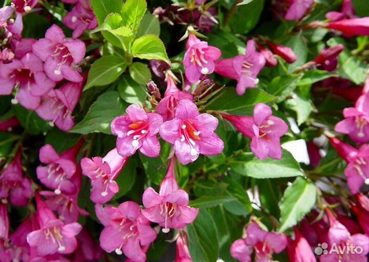 Многолетние декоративные садовые растения