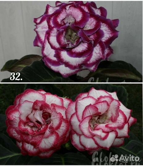 Глоксиния махровая семена