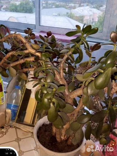 Денежное дерево