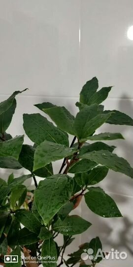 Взрослые лавровые деревья сформированные штамб