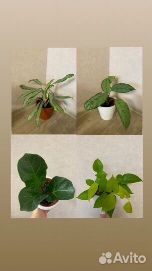 Комнатные растения по 300-500