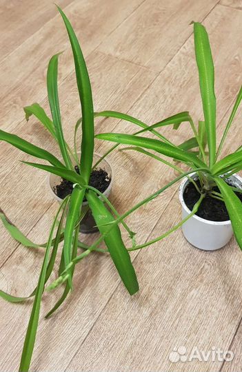 Хлорофитум