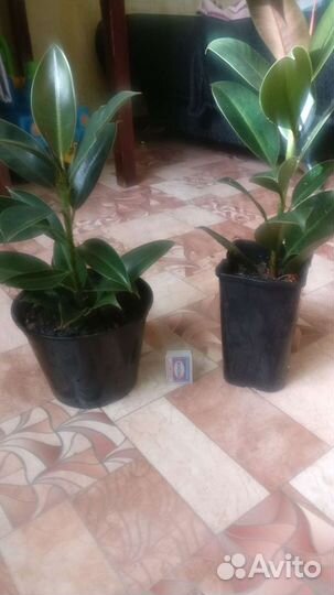 Фикус Мелани